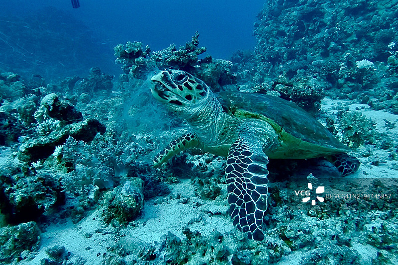 海龟近距离游泳的特写，海龟为玳瑁绿海龟图片素材