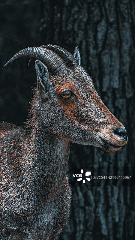 印度喀拉拉邦穆纳尔的鹿特写镜头图片素材