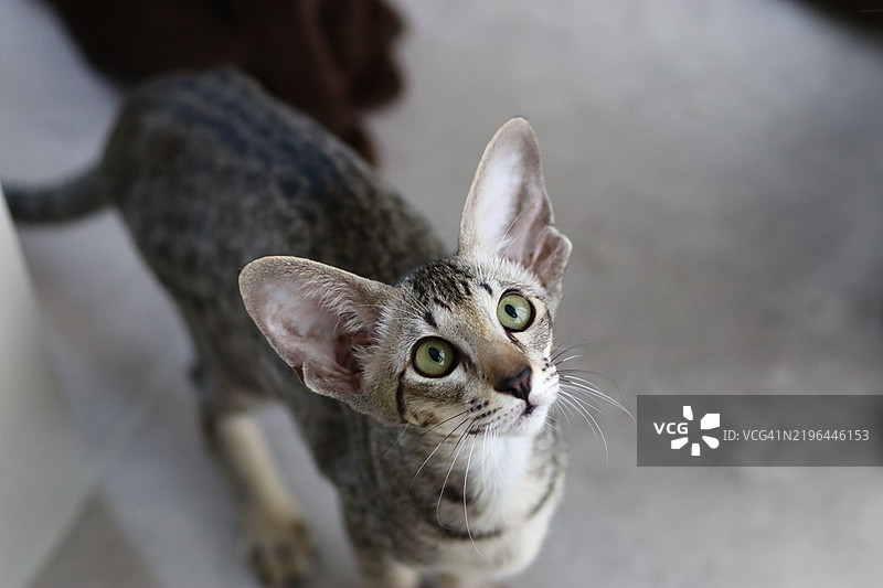 猫的特写肖像图片素材