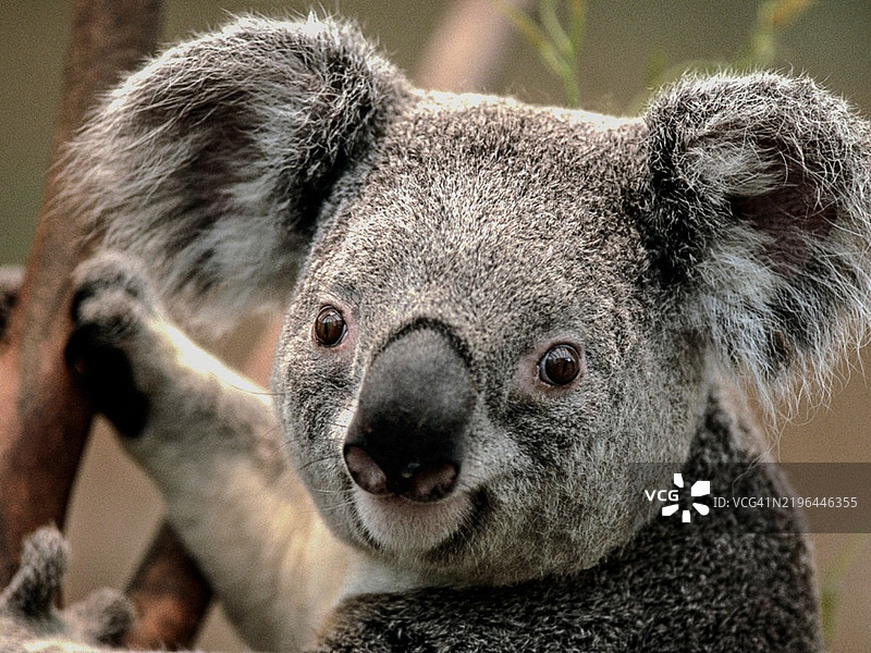 考拉特写镜头图片素材