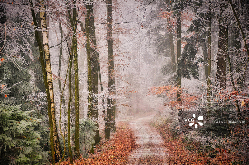 瑞士阿劳秋季森林中的树木图片素材