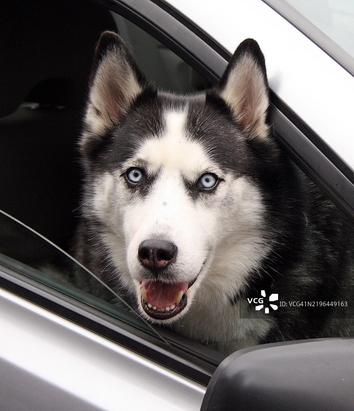 西伯利亚哈士奇的特写肖像图片素材