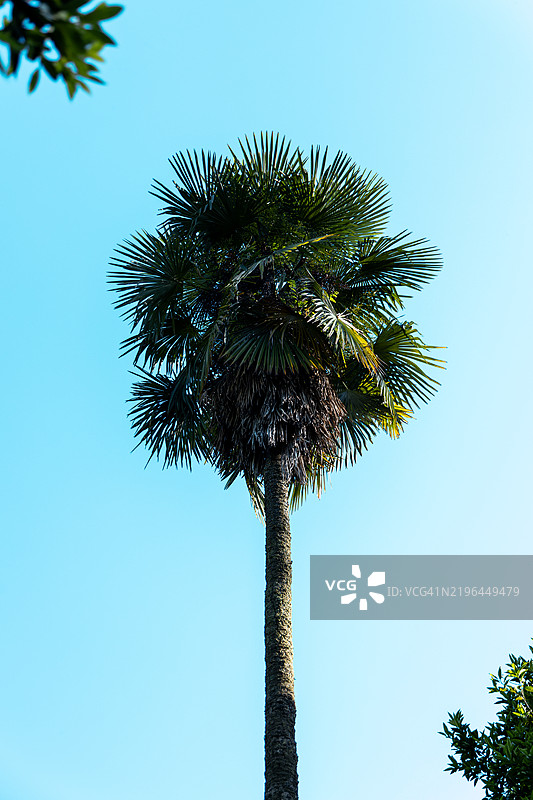 低角度视图的树木与晴朗的蓝天，巴图米，阿贾拉，格鲁吉亚图片素材