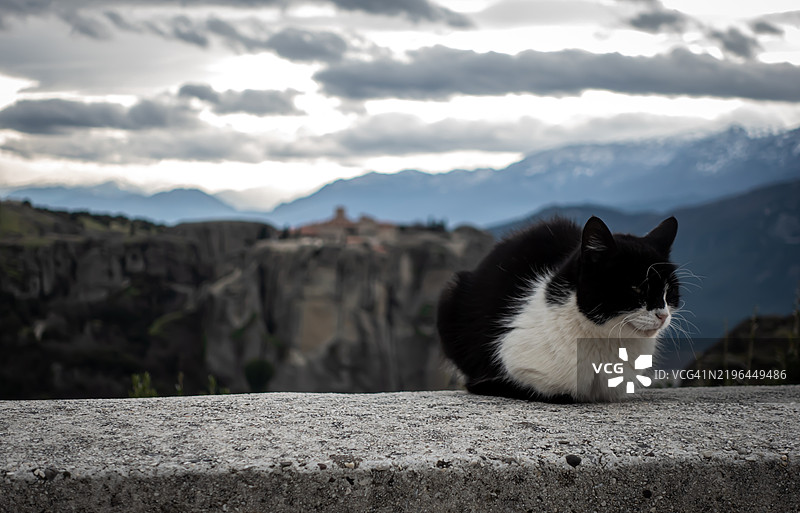一只黑白相间的猫坐在悬崖边缘，背后是希腊的梅泰奥拉修道院。图片素材