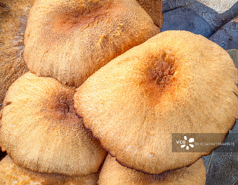 俄克拉荷马州的蘑菇特写图片素材