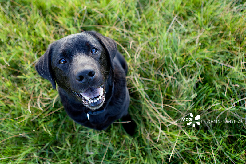 在草地上散步的黑色拉布拉多犬图片素材