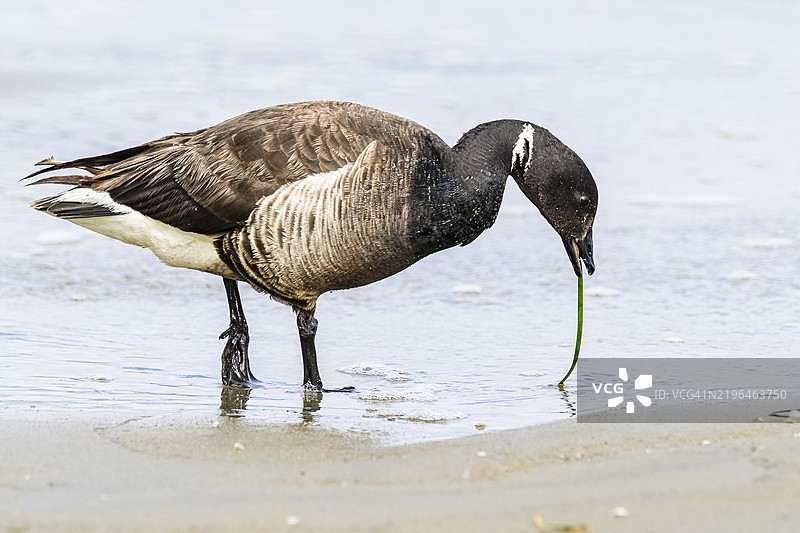 黑雁或太平洋黑雁图片素材