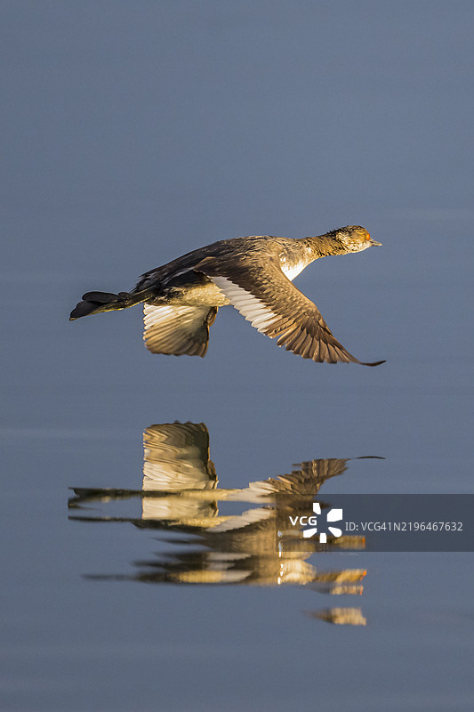 耳鸊鷉图片素材