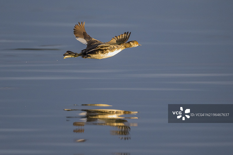 耳鸊鷉图片素材