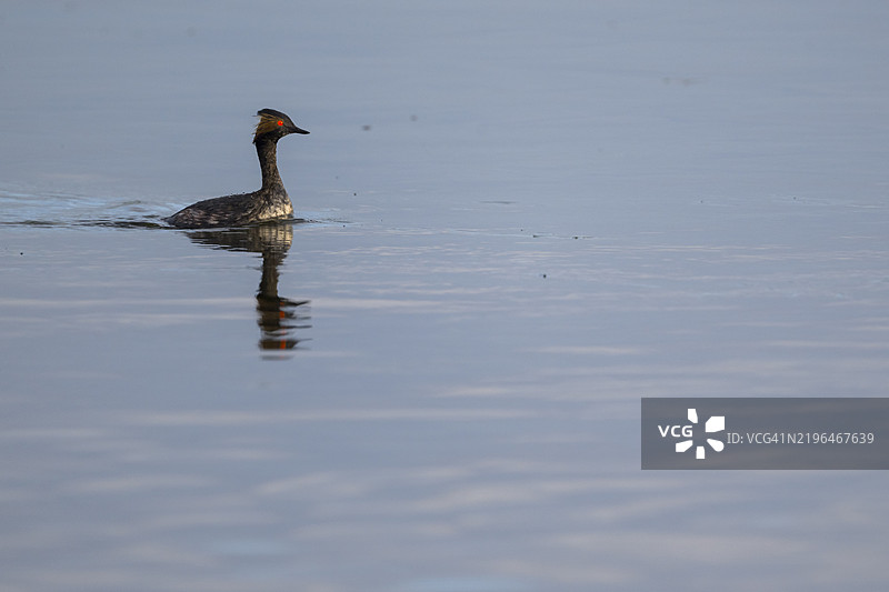 耳鸊鷉图片素材