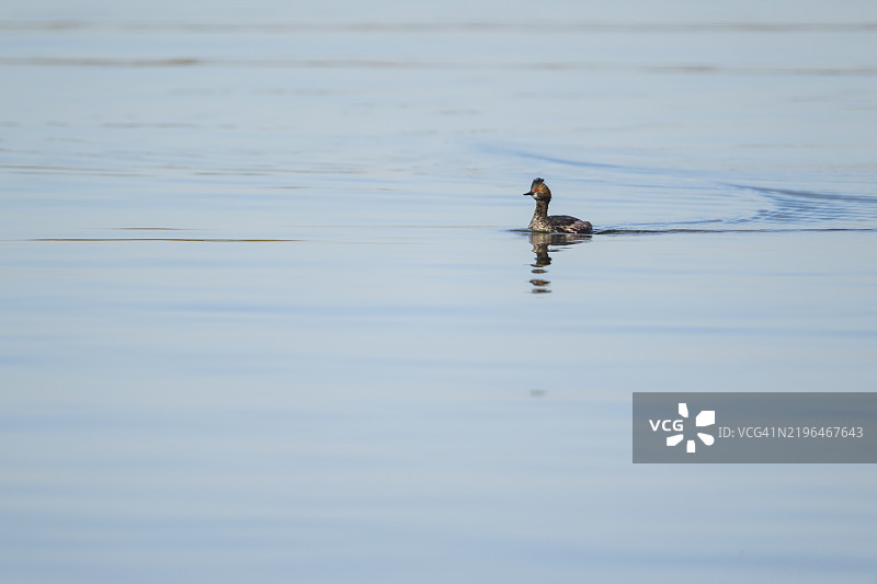 耳鸊鷉图片素材