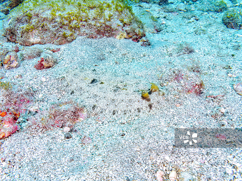 美丽的豹鲽,学名:Bothus pantherinus。静冈县南伊豆伊豆半岛中木的平藏滨海滩 - 2024年。图片素材