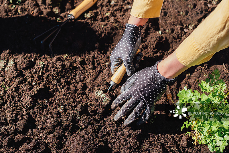 戴着手套的园丁在户外用园艺工具准备种植土壤图片素材