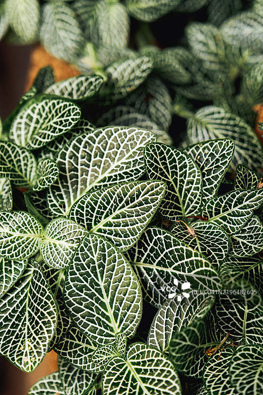 鲜艳绿色的神经植物特写。白脉拟绣球。刺叶科热带室内植物的花纹叶片。图片素材