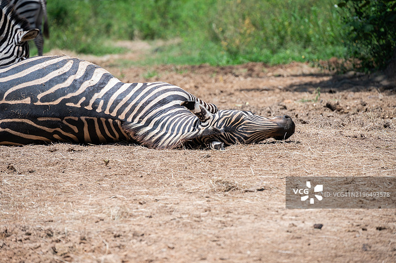 一只斑马躺在地面上睡觉。斑马是非洲马科的一种独特物种，拥有黑白相间的条纹毛皮。图片素材