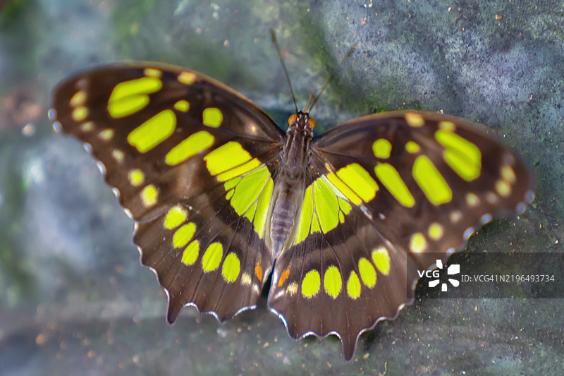 孔雀石蝴蝶（Siproeta stelenes）栖息在叶子上图片素材
