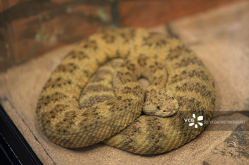 虎响尾蛇 (Crotalus tigris)图片素材