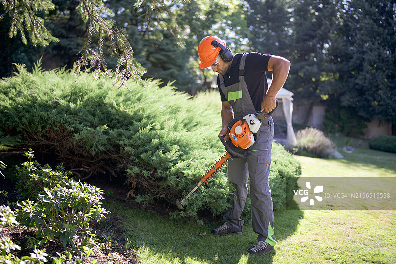 专业园艺师使用电动修剪机修剪灌木。图片素材