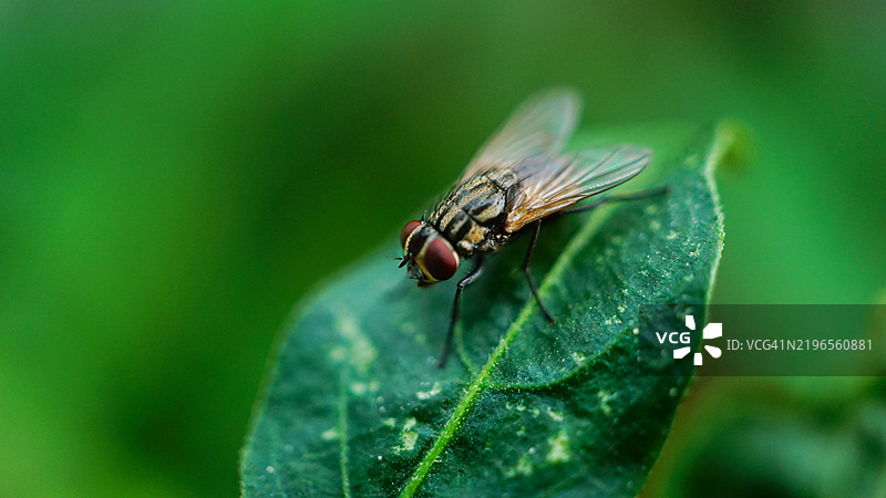 绿苍蝇栖息在叶子上的特写照片图片素材