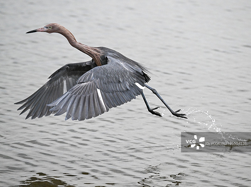 红色苍鹭展翅起飞图片素材
