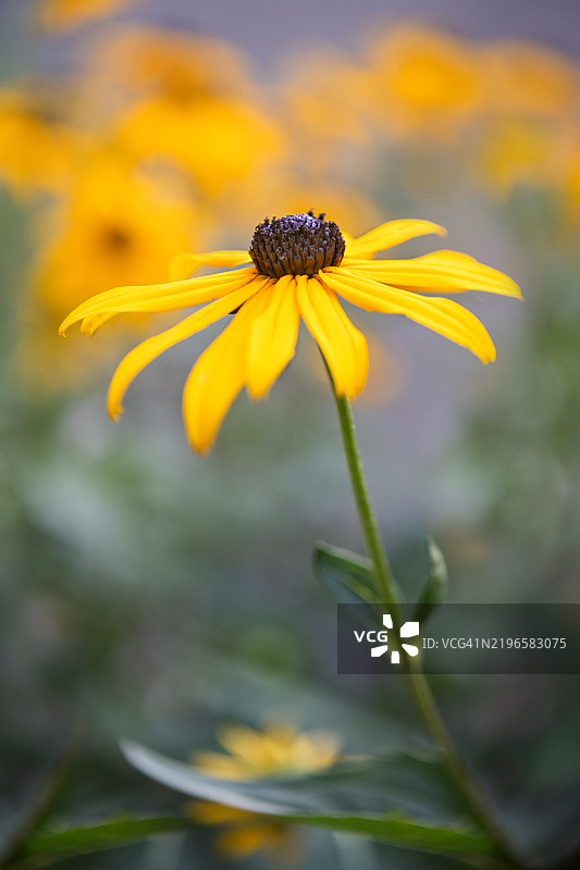 花园里的黑眼苏珊花图片素材