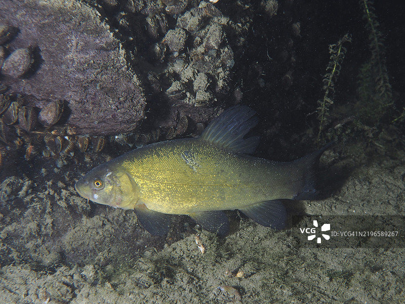 一条鳊鱼(Tinca tinca)在水体底部游动,周围是石头,潜水地点:Zollbrücke,瑞瑙,苏黎世州,莱茵河,德国,欧洲。图片素材
