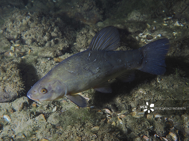 一条鳊鱼(Tinca tinca)在自然的沙质水底游动,潜水地点:Zollbrücke,瑞士苏黎世州莱茵河,高莱茵,德国,欧洲。图片素材