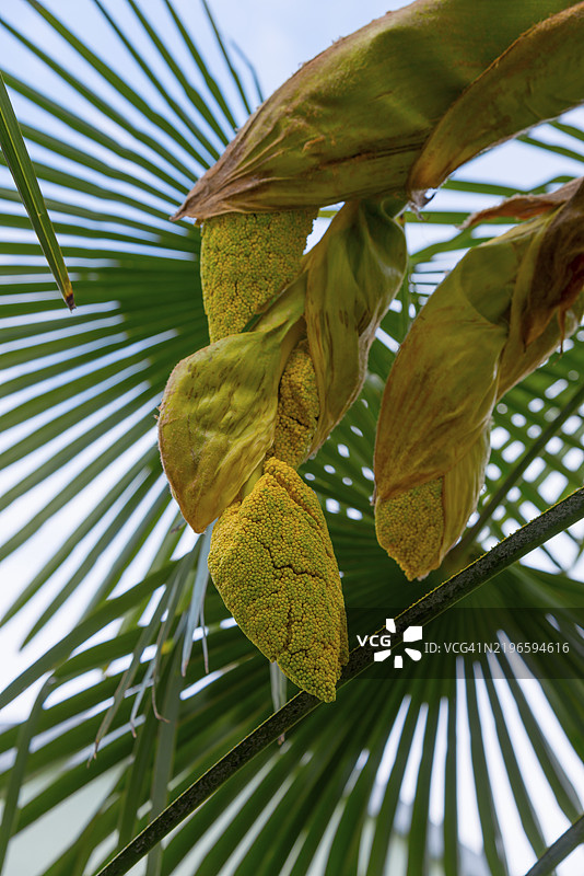 热带环境中棕榈叶和花蕾的特写,楚山棕榈(Trachycarpus fortunei),开花,花序,克尔克岛,克瓦尔内尔湾,普里莫里耶-戈尔斯基科塔尔,克罗地亚,欧洲图片素材