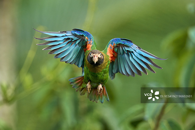 棕头鹦鹉 (Pyrilia haematotis)图片素材