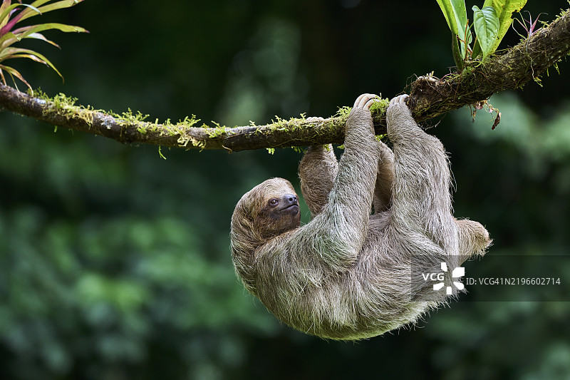 三趾树懒图片素材