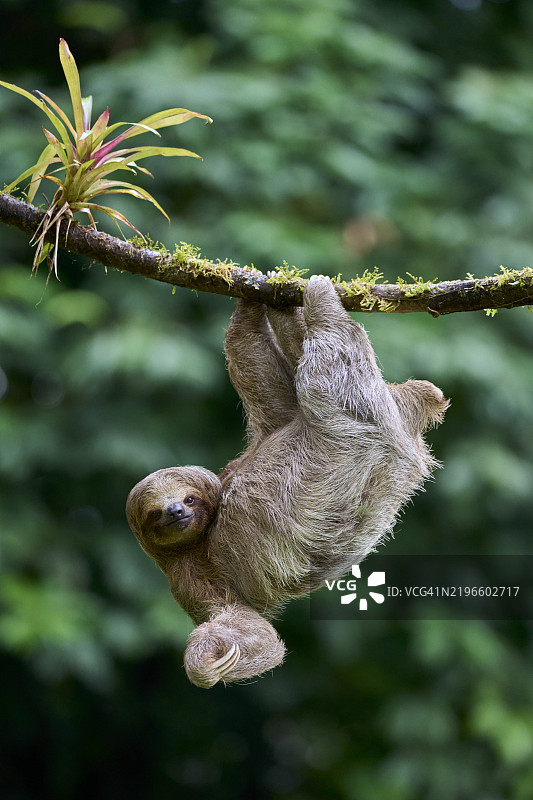 三趾树懒图片素材