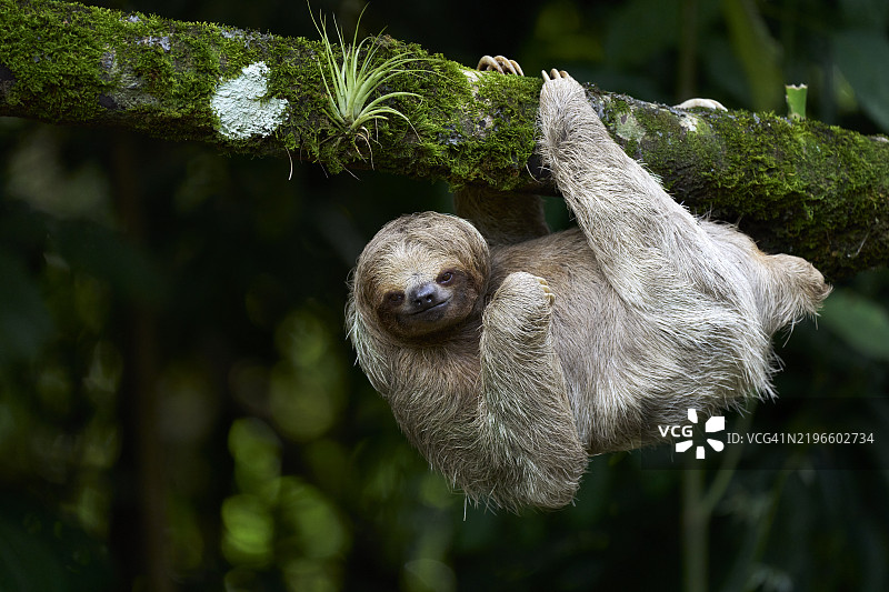 三趾树懒图片素材