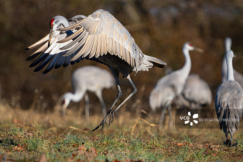 沙丘鹤在田野中跳跃图片素材