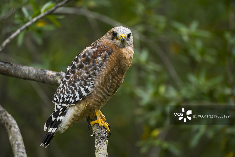 红肩鹰 (Buteo lineatus)图片素材