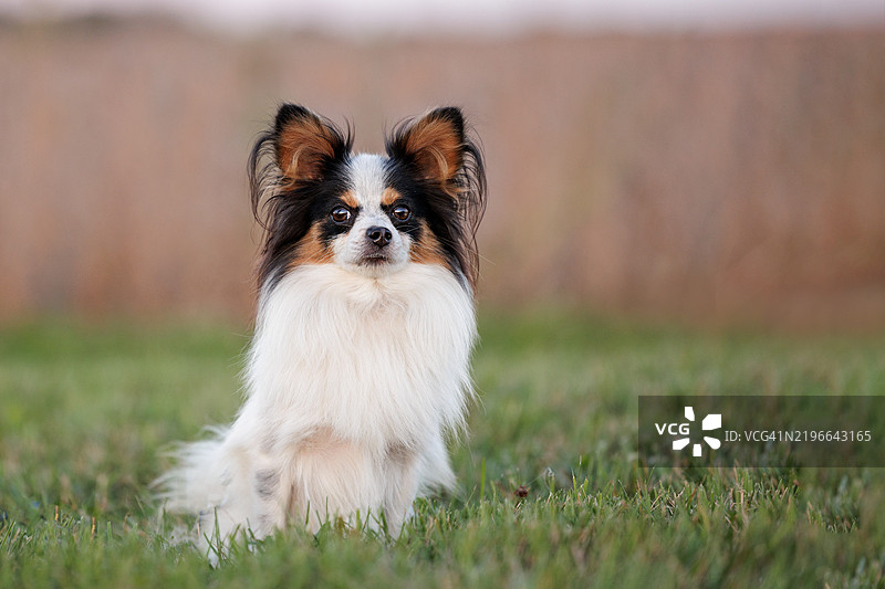 警觉的巴比伦犬坐在田野边缘图片素材