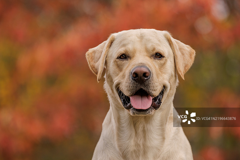 秋季的黄拉布拉多猎犬头像图片素材