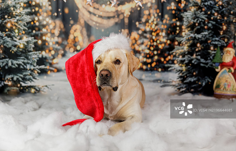 戴着圣诞帽的黄色拉布拉多猎犬躺着图片素材