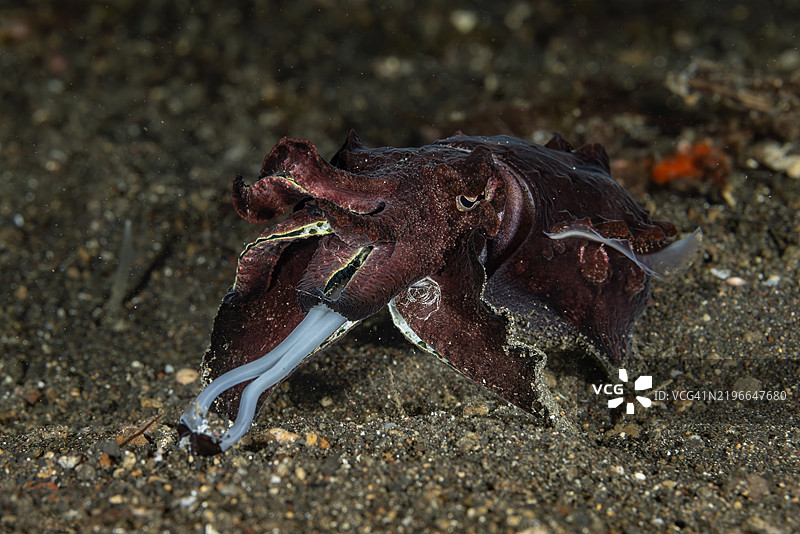 华丽的墨斗鱼（Metasepia pfefferi）在印尼伦贝海峡捕猎图片素材