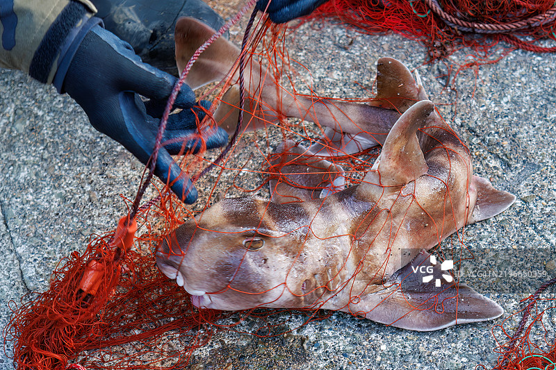 日本牛头鲨,Heterodontus japonicus。之后,他们心情愉快地返回海洋。我有幸陪他乘船用鳕鱼网捕龙虾。静冈县南伊豆的平藏滨海滩,伊豆半岛,- 2024图片素材