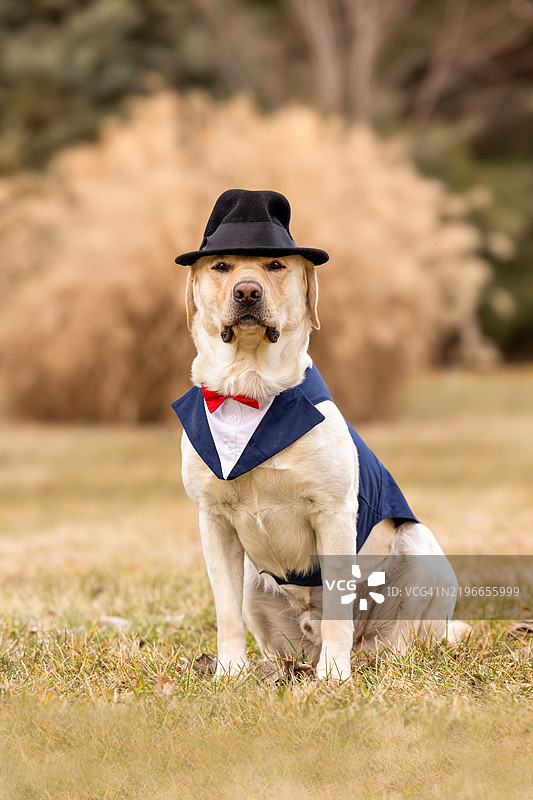 穿着派对服装的黄色拉布拉多猎犬图片素材