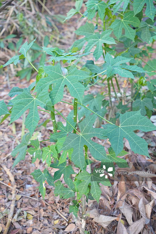 查亚 Cnidoscolus chayamansa 大戟科图片素材