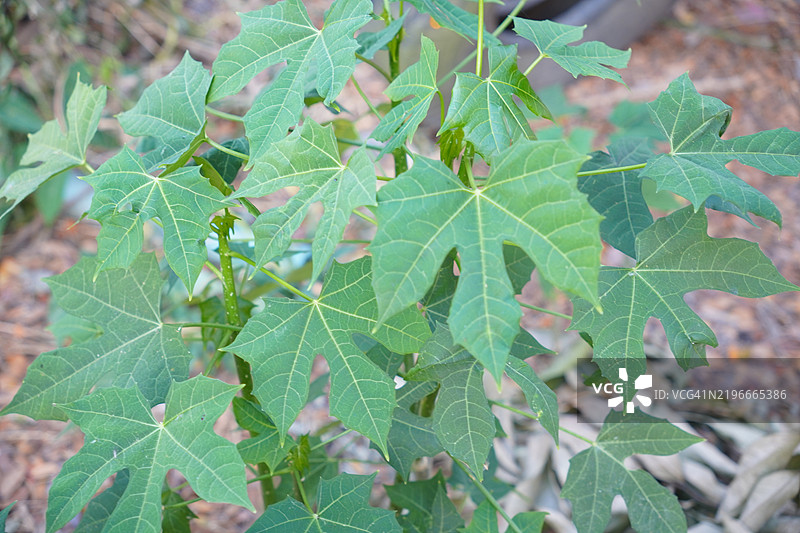 查亚 Cnidoscolus chayamansa 大戟科图片素材