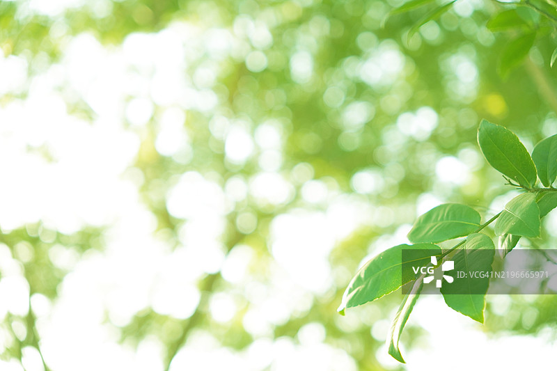 绿色叶子散景自然背景图片素材