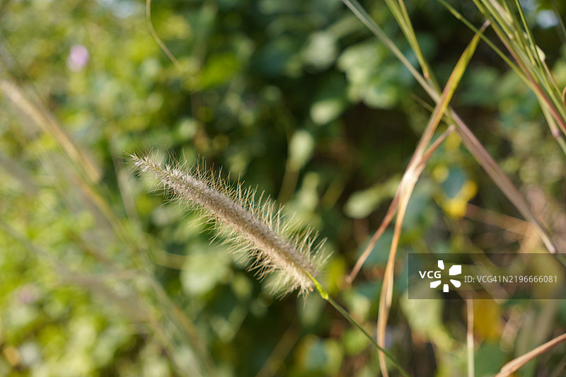 禾本科 多穗狗尾草 棕色花朵草本植物 侧生且分枝的花序生长在长茎上。由大量紫色小花组成，外观不太蓬松，自然背景。图片素材