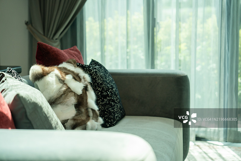 现代客厅，配有舒适的沙发和装饰性抱枕图片素材