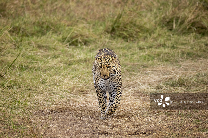 在肯尼亚马赛马拉国家保护区的草原上行走的豹子图片素材