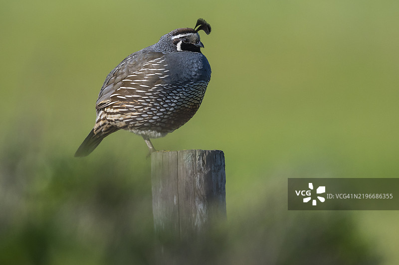 加利福尼亚鹌鹑 (Callipepla californica)图片素材