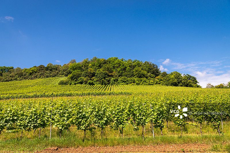 卢森堡格雷文马赫区的葡萄园图片素材