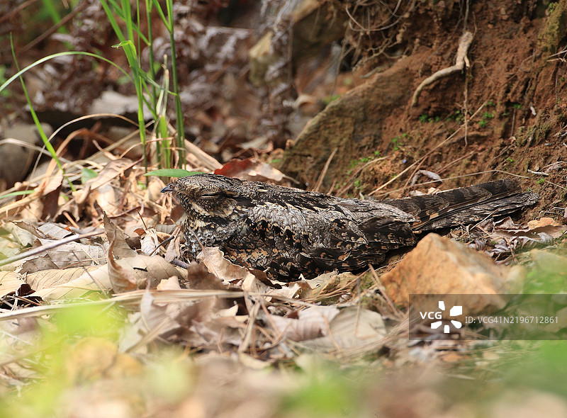 丛林夜鹰图片素材