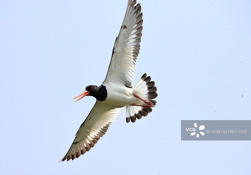 欧亚鸻图片素材